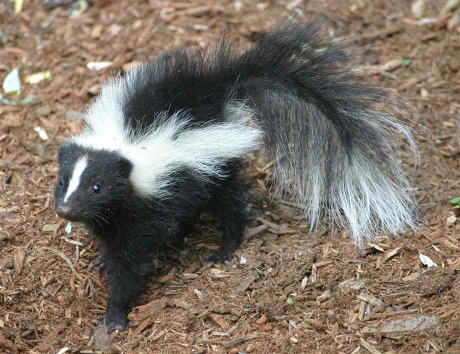 baby-skunk (3)