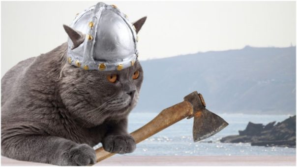 viking cat